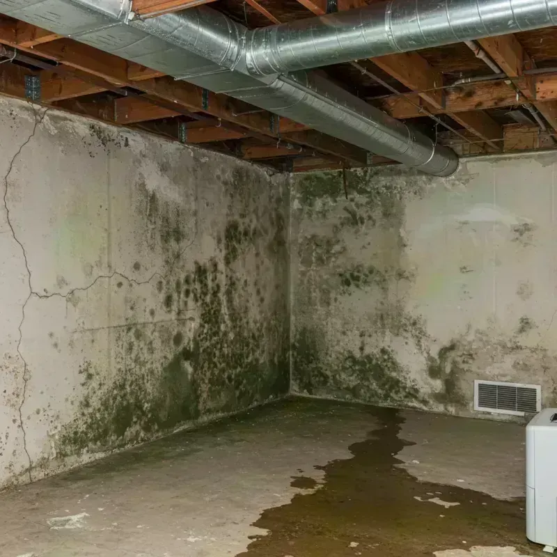 Professional Mold Removal in Monticello, FL